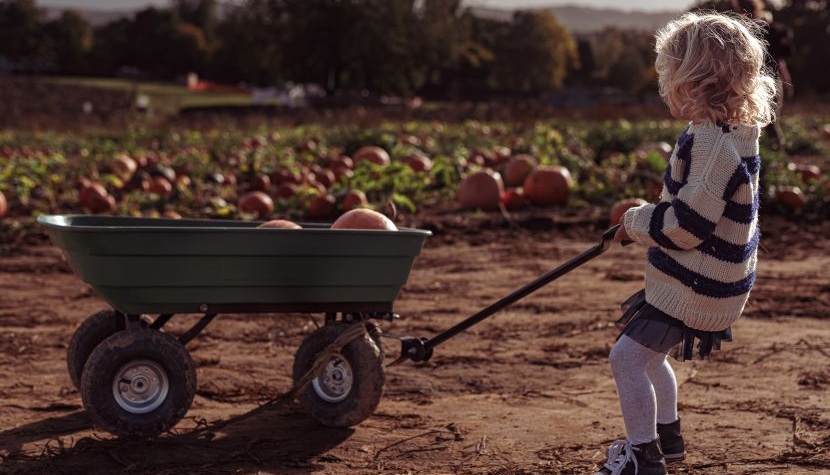 Rogate Pumpkin Patch